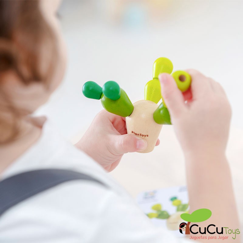 Lata Mini cactus en equilibrio