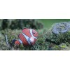 Dodoland - Eugy peixe palhaço - Cucutoys