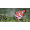 Dodoland - Eugy Clownfish - Cucutoys