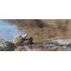 Dodoland - Sea otter - Cucutoys