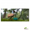 Dodoland - Eugy Emu