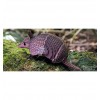 Dodoland - Eugy Armadillo - Cucutoys