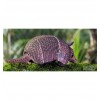 Dodoland - Eugy Armadillo - Cucutoys