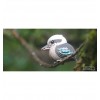 Dodoland - Eugy Kookaburra - Cucutoys