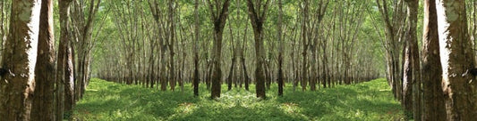 Un mundo más sostenible y mejor: La historia de PlanToys