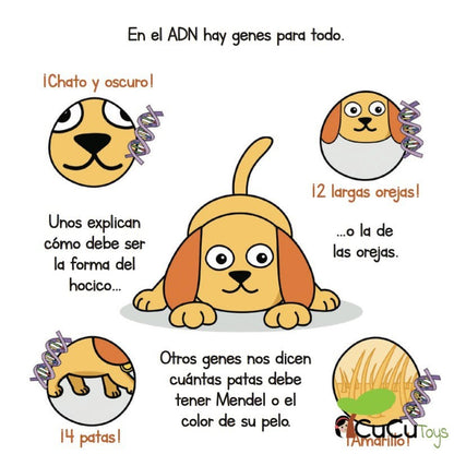 Genetics, Future Geniuses (2)